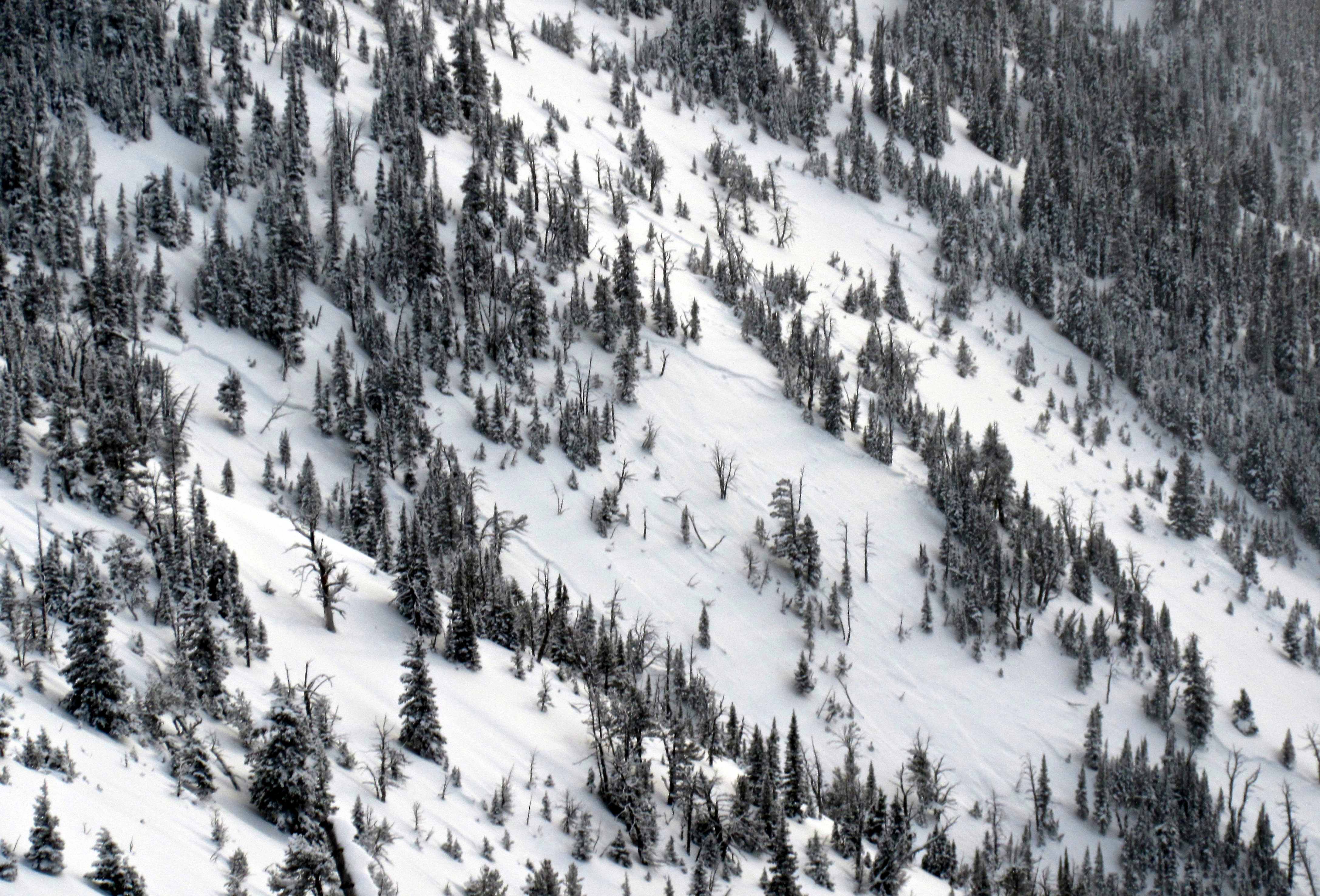 Avalanche on west side of Bridgers Avalanche on west side of Bridgers